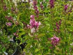 2) Reblooming Lilac