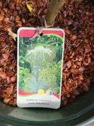 York Elderberry