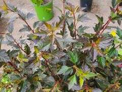 2) Little Devil Ninebark