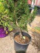 Pine Tree