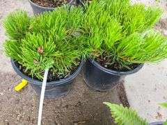 2) Dwarf Mugo Pine