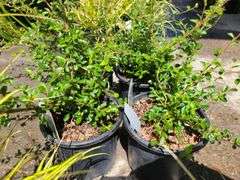 4) Cotoneaster Coral Beauty