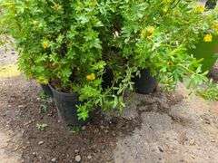 5) Marmalade Potentilla