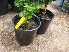 2) Hinoki Cypress