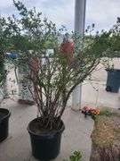 Bluecrop Blueberry Tree