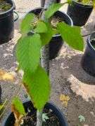 Hornbeam Tree