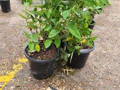 3) Miss Molly Butterfly Bush