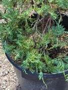 Juniperus Hor Blue Chip, Marmalade Pontenilla
