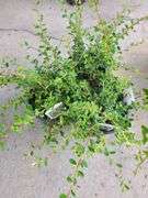 3) Cotoneaster Coral Beauty