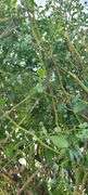 Bluecrop Blueberry Tree