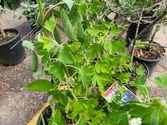 Crandall Black Currant and Bob Gordon Elderberry