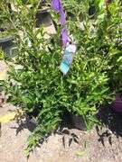 4) Miss Kim Lilac Plants