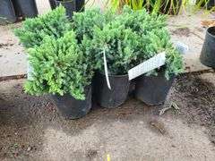 6) Blue Star Juniper