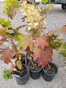 6) Snowflake Oakleaf Hydrangea