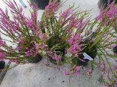 3) Purple Heather Calluna Vulgaris