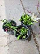 1) Hemercallis Happy Returns, 2) Dwarf Asiatic Lilies