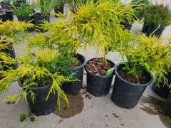 4) False Cypress