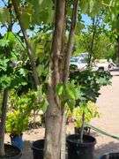 Sycamore Tree