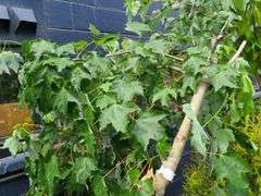 Fairview Flame Red Maple