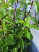 3) Hydrangea Plants