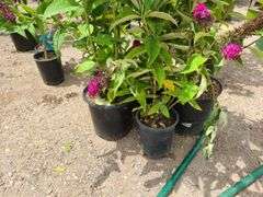 4) Blue Chip Butterfly Bush