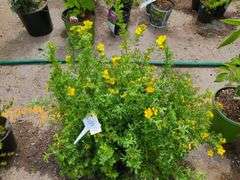 5) Marmalade Potentilla