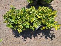 3) Moonshadow Euonymus Shrubs
