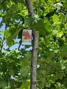 Northern Red Oak
