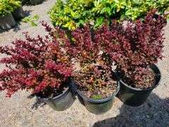 3) Barberry Bushes