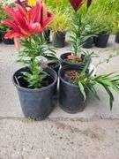 4) Lilium Dwarf Violet