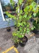 European White Birch, Flowering Crabapple