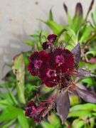 2) Dianthus Sooty