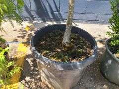 Linden Tree