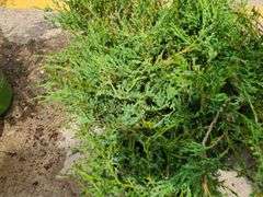 3)Andorra Juniper