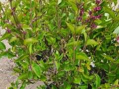 2) Josee Reblooming Lilac