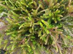 2) Evergreen Bush