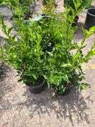 4) Miss Kim Lilac Plants