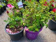 2) Rose Bushes