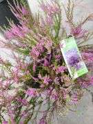 3) Purple Heather Calluna Vulgaris