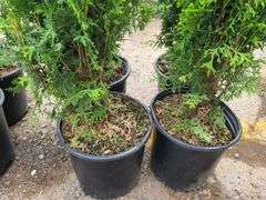 4) Emerald Green Arborvitae