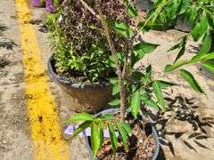 Dwarf Zelkova