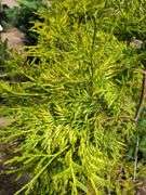 2) Cypress