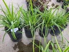 4) Carex Ice Dance