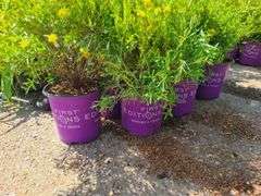 7) Cobalt-N-Gold Hypericum