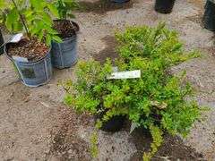 3) Snowmound Spirea