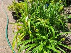 3) Daylilies