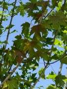 London Planetree