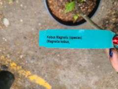 Kobus Magnolia