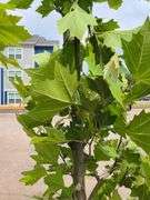 London Plane Tree