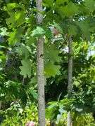 Northern Red Oak